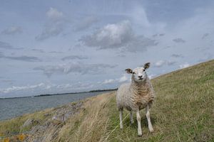 Schaap op de dijk