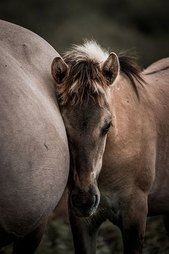 Veulen in Nabijheid Teder Moment van Vertrouwen