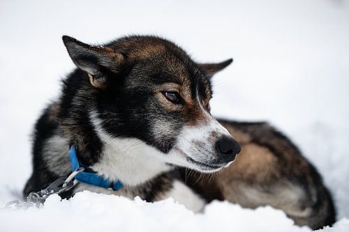 Husky im Schnee liegend