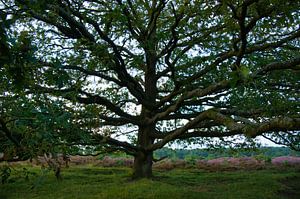 Schöner Baum in Holland