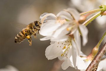 Een hardwerkende honingbij van Manon Moller Fotografie