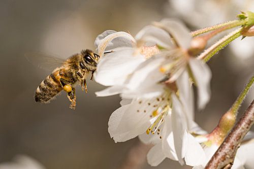 Une abeille domestique qui travaille dur