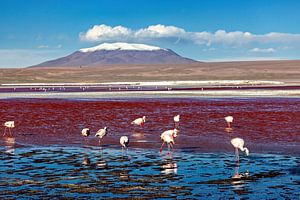 Die Flamingos der Laguna Colorada