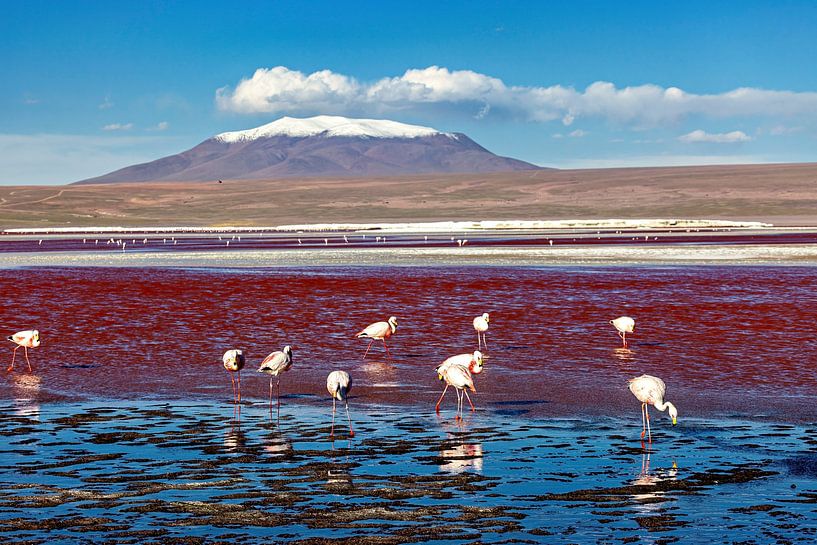 Die Flamingos der Laguna Colorada von Roland Brack