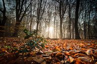 Rayons de soleil sur le houx vert dans la forêt d'automne par Fotografiecor .nl Aperçu