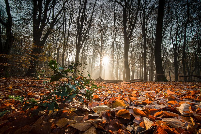 Zonnestralen op groen hulst in herfstbos van Fotografiecor .nl