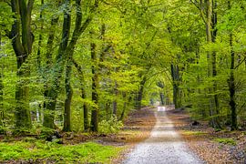 The path of the Speulderbos by Thomas van Galen