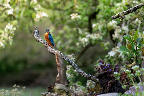 Gelassen im Grünen: Eisvogel in seinem natürlichen Lebensraum
