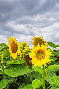 Sonnenblumenfeld zwischen Stäbelow und Clausdorf bei Rostock