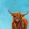 Hochlandrind mit Locken von Karen Kaspar