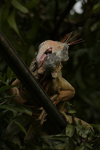 Mating Iguanas