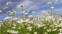 Daisies by the wayside
