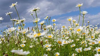 Daisies by the wayside
