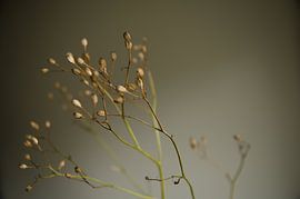 Warm simplicity, uitgebloeid fluitenkruid van Byroosmarijn