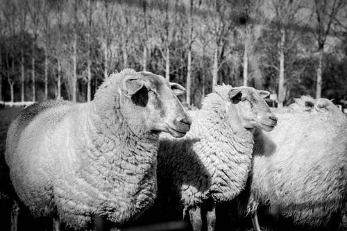 schaap