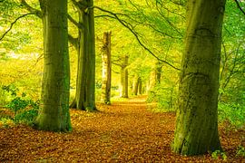 Herbstlicher Sonnenuntergang im Wald auf der Veluwe von Sjoerd van der Wal Fotografie