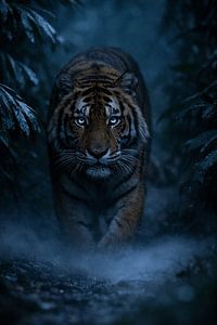 Tigre rampant dans la forêt tropicale brumeuse – photo mystérieuse d'un animal sauvage dans une atmosphère bleue intense