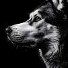 Husky – Ausdrucksstarkes Schwarzweiß-Tierporträt von drdigitaldesign