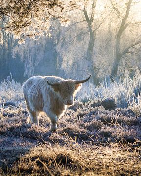 Schotse Hooglander in winter van Thijs Friederich