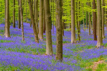 Wilde hyacinten bloemen in het bos in het voorjaar