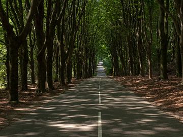 Weg door het bos bij de Posbank in Nederland van Robin Jongerden