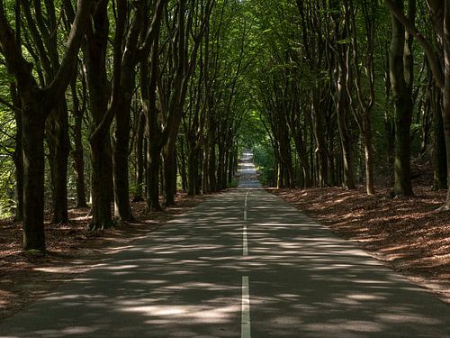 Route à travers les bois à la Posbank aux Pays-Bas
