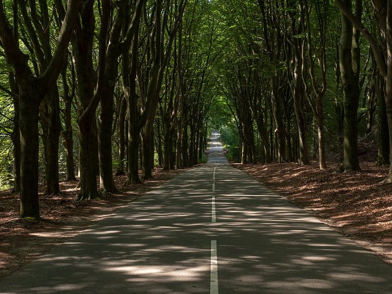 Road through the woods near the Posbank in the Netherlands by Robin Jongerden