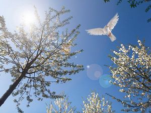 lente en de duif