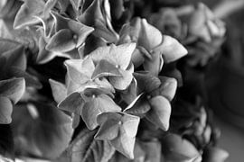 The first flowers in the Emsland garden by Bianca Meyering Fotos - BMF