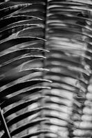 Pflanzen abstrahiert