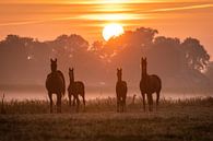 Horses at foggy sunrise by Yorben  de Lange thumbnail