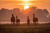 Horses at foggy sunrise