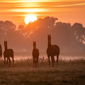 Paarden bij mistige zonsopkomst van Yorben  de Lange