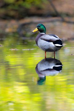 Wilde eend bij reflecterend water van Piet Hein Schuijff