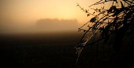 spider web by Karin van Bylevelt
