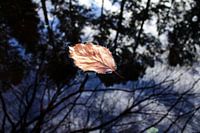Floating leaf