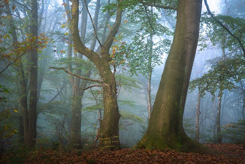 Natura Morta - Still life with trees by Jeroen Lagerwerf