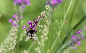Bumblebee Bombus terrestris by Sara in t Veld Fotografie