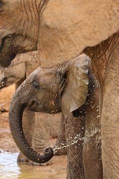 Un bébé éléphant heureux 284