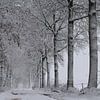 Schnee, Wind und Kälte im Polder. sur Paul Wendels