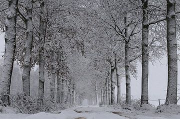 Sneeuw, wind en kou in de polder. van Paul Wendels