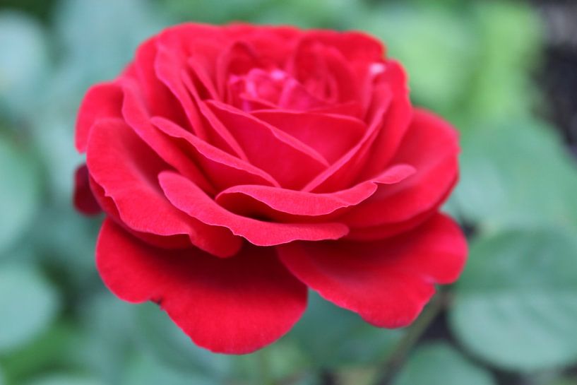 simple rose by Margit Färber