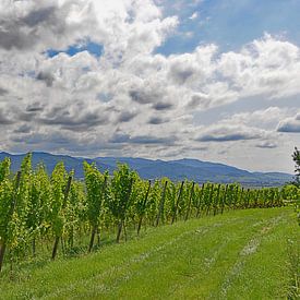 Vineyard landscape with Black Forest by Ingo Laue