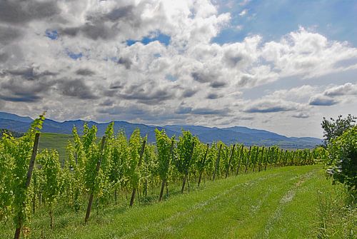 Vineyard landscape with Black Forest