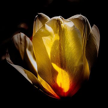 Tulip in beautiful sunlight