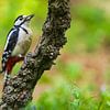 Großer Buntspecht (Dendrocopos major) auf einem Ast von Chris Stenger