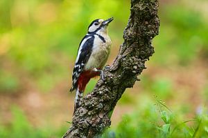 Großer Buntspecht (Dendrocopos major) auf einem Ast