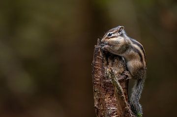 Ground squirrel with cheeks full by Wendy van der Klift-Bartelings