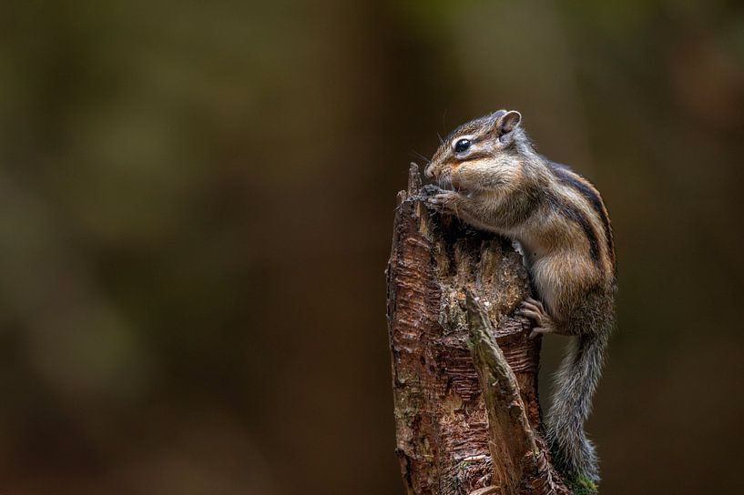 Erdhörnchen mit vollen Backen von Wendy van der Klift-Bartelings