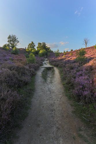 Verticale foto van de paarse heide op de Posbank bij Rheden